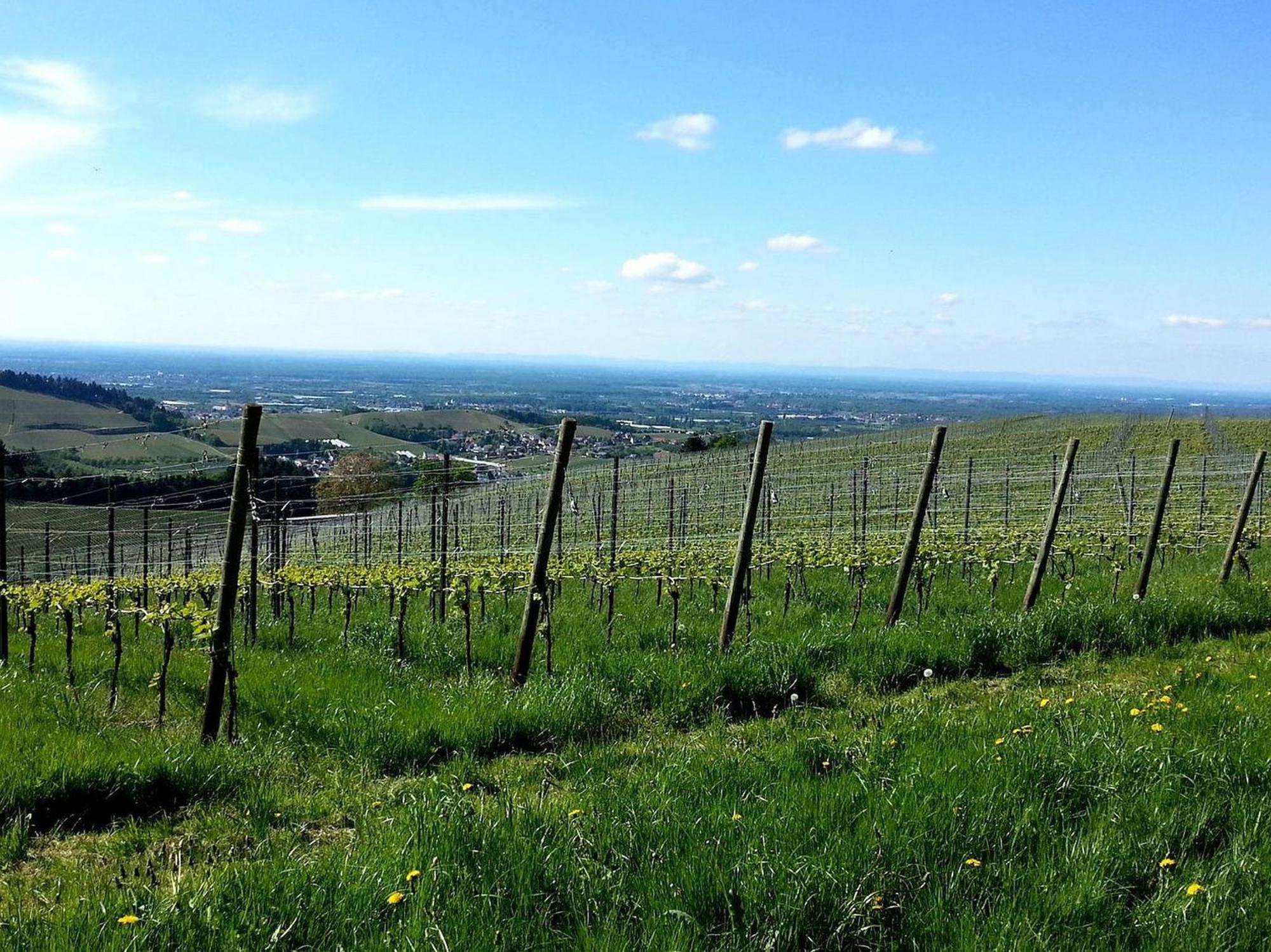 Ferienhof Vordere Alm Oberkirch  Esterno foto