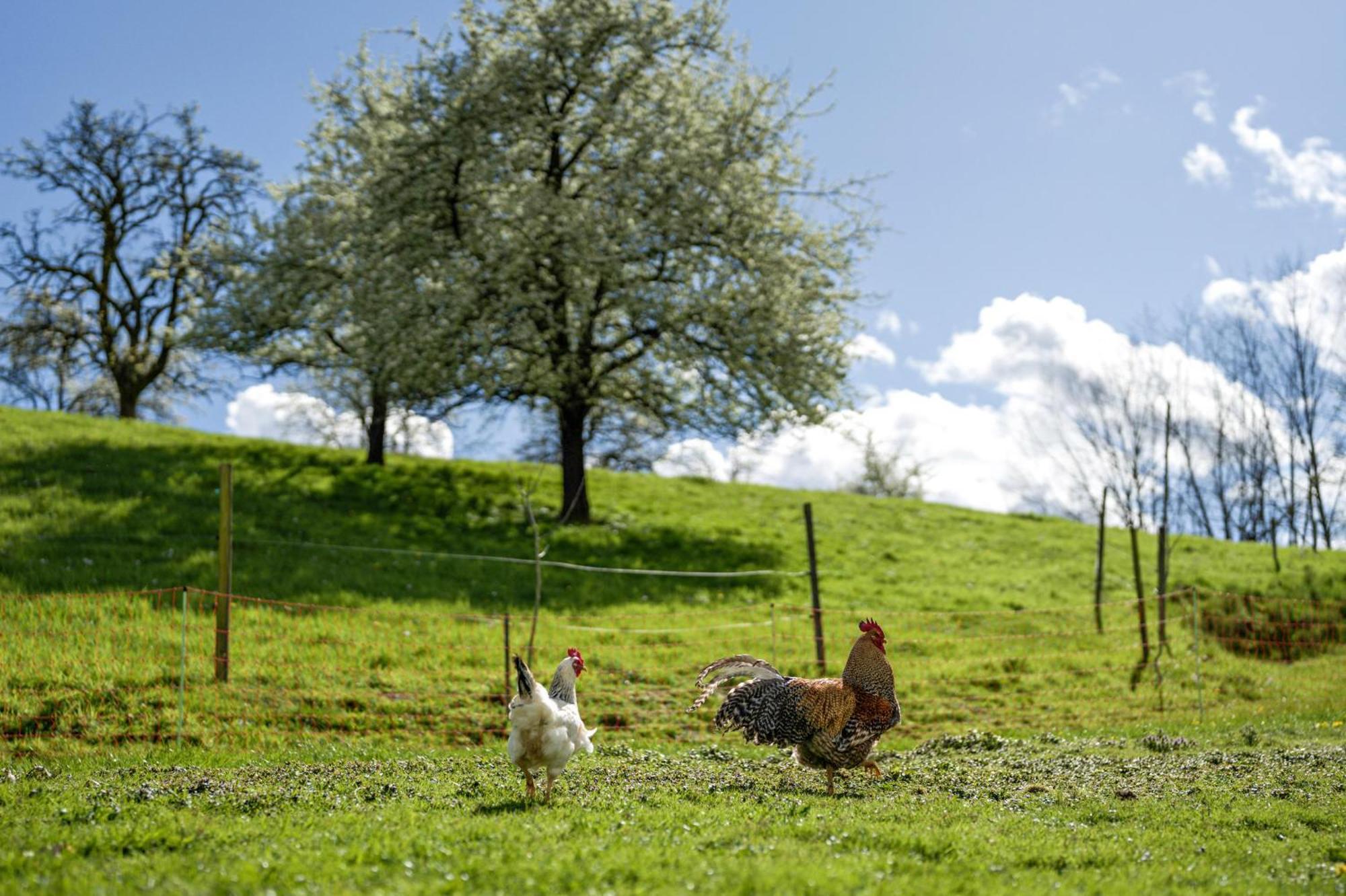 Ferienhof Vordere Alm Oberkirch  Esterno foto